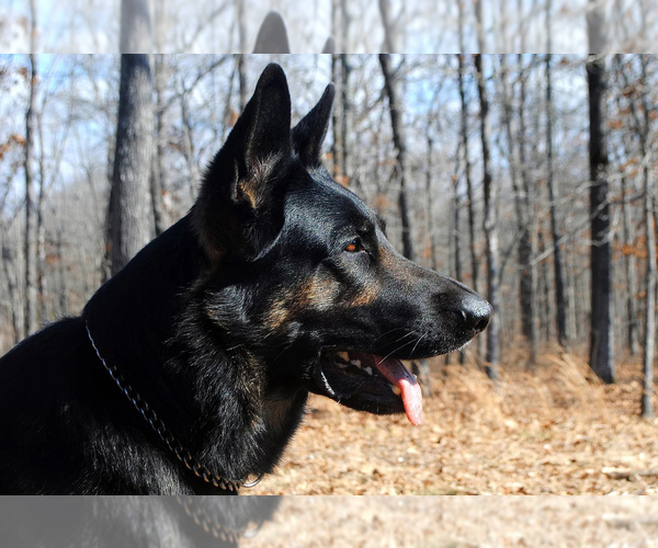 Medium Photo #1 German Shepherd Dog Puppy For Sale in BROCKWELL, AR, USA