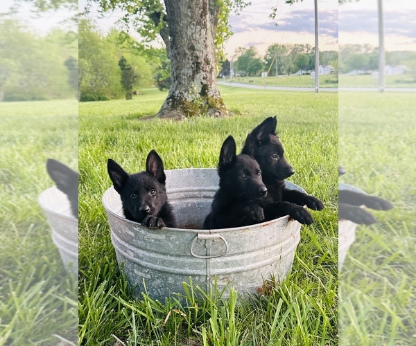 Medium Photo #1 German Shepherd Dog Puppy For Sale in ROCKFIELD, KY, USA