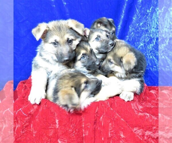 Medium Photo #1 German Shepherd Dog Puppy For Sale in HARTVILLE, MO, USA