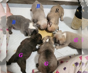 French Bulldog Litter for sale in FAYETTEVILLE, NC, USA