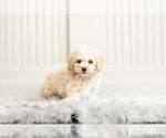 Small Photo #1 Bichpoo Puppy For Sale in WARSAW, IN, USA