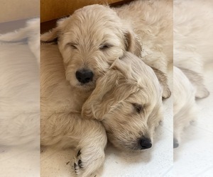 Goldendoodle Litter for sale in SAINT MARYS, GA, USA