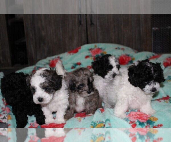 Medium Photo #1 Poovanese Puppy For Sale in TILLER, OR, USA