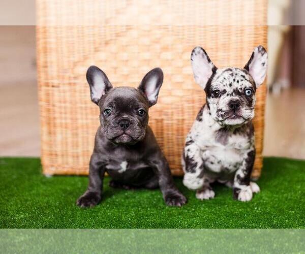 Medium Photo #1 French Bulldog Puppy For Sale in EMPIRE STATE, NY, USA