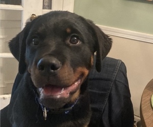 Rottweiler Litter for sale in CLEVELAND, OH, USA
