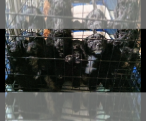 Golden Mountain Doodle  Litter for sale in SPRINGFIELD, IL, USA