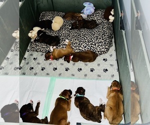 Boxer Litter for sale in FORESTVILLE, CT, USA