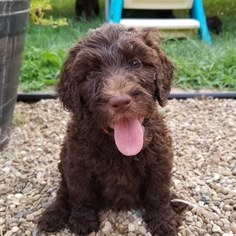 Goldendoodle Litter for sale in DOVER, OH, USA