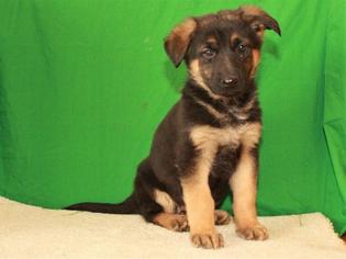 German Shepherd Dog Litter for sale in SHAWNEE, OK, USA