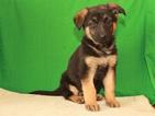 Small Photo #1 German Shepherd Dog Puppy For Sale in SHAWNEE, OK, USA