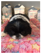 Medium Photo #1 Japanese Chin Puppy For Sale in SALEM, OR, USA