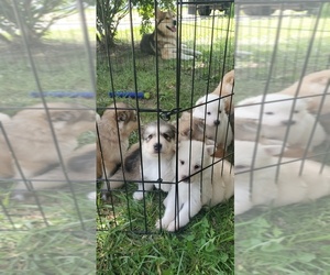 German Shepherd Dog-Siberian Husky Mix Litter for sale in MANTUA, OH, USA