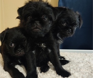 Pug-Shiranian Mix Litter for sale in RADCLIFF, KY, USA