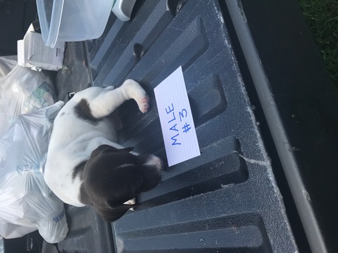 Medium Photo #1 German Shorthaired Pointer Puppy For Sale in BUMPASS, VA, USA