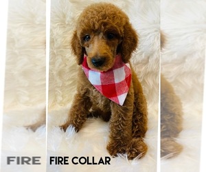 Poodle (Standard) Litter for sale in GROVETON, TX, USA
