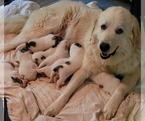 Great Pyrenees Litter for sale in DENTSVILLE, MD, USA