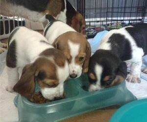 Bagle Hound Litter for sale in COLORADO SPRINGS, CO, USA