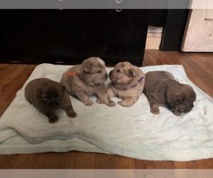 Chow Chow Litter for sale in JAMAICA, NY, USA
