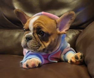 French Bulldog Litter for sale in ODESSA, MO, USA