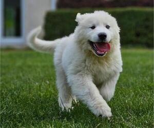Great Pyrenees Litter for sale in FLOYD, VA, USA