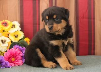 Rottweiler Litter for sale in NEW HOLLAND, PA, USA