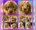Small Photo #1 Goldendoodle Puppy For Sale in HOPKINSVILLE, KY, USA