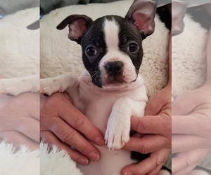 Boston Terrier Litter for sale in MISSION, TX, USA