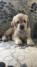 Goldendoodle Litter for sale in NEWARK, OH, USA