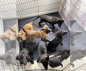 Belgian Malinois Litter for sale in REDWOOD CITY, CA, USA