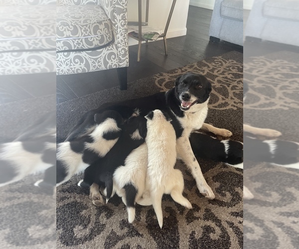 Medium Photo #1 Border Collie Puppy For Sale in HAYWARD, CA, USA