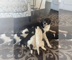 Small Photo #1 Border Collie Puppy For Sale in HAYWARD, CA, USA