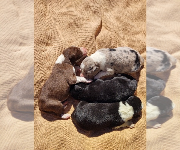Medium Photo #1 Border Collie Puppy For Sale in RANDOLPH, AL, USA