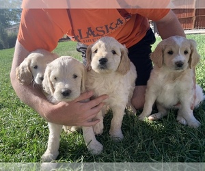 Goldendoodle Litter for sale in CLIFTON, CO, USA