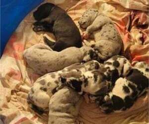 Great Dane Litter for sale in SOUTH POINT, OH, USA