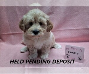 Maltipoo-Poodle (Miniature) Mix Litter for sale in BROOKFIELD, MO, USA