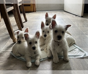 West Highland White Terrier Litter for sale in WEST COXSACKIE, NY, USA