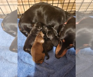 Dachshund Litter for sale in TIGERTON, WI, USA