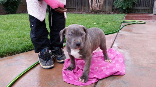 Medium Photo #1 American Pit Bull Terrier-Staffordshire Bull Terrier Mix Puppy For Sale in SACRAMENTO, CA, USA