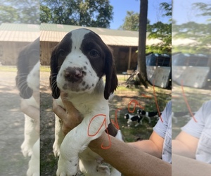 English Springer Spaniel Litter for sale in NORTH EAST, MD, USA