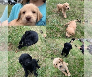 Labradoodle Litter for sale in CLINTON, SC, USA
