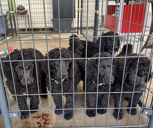 Poodle (Standard) Litter for sale in CHARLOTTE, NC, USA
