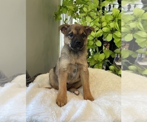Chiranian Litter for sale in FRANKLIN, IN, USA