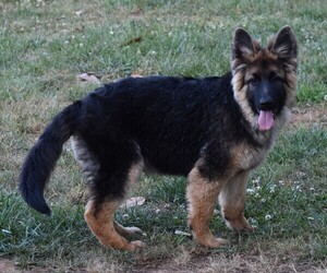 German Shepherd Dog Litter for sale in ELKTON, VA, USA