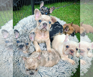 French Bulldog Litter for sale in HEATH, OH, USA