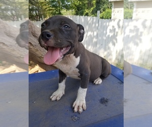 American Bully Mikelands  Litter for sale in CHARLOTTE, NC, USA