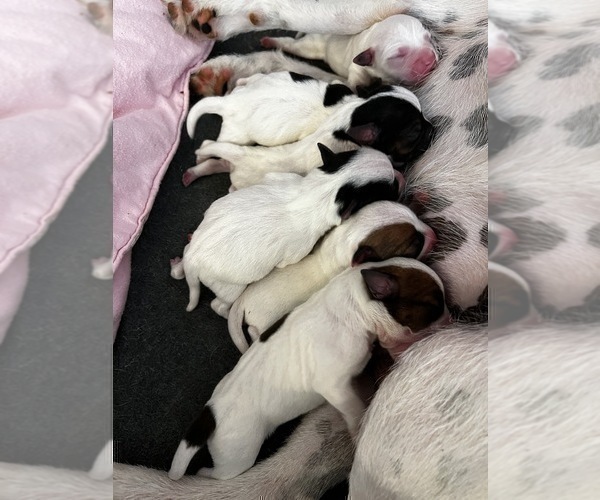 Medium Photo #1 Parson Russell Terrier Puppy For Sale in TEMECULA, CA, USA