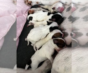 Parson Russell Terrier Litter for sale in TEMECULA, CA, USA