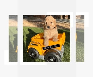Goldendoodle Litter for sale in LINCOLN, CA, USA