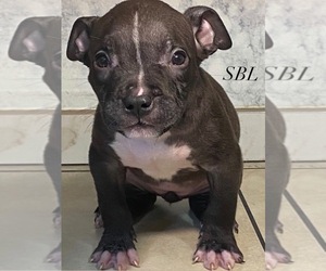 American Bully Litter for sale in MEMPHIS, TN, USA