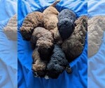 Small Cavapoo-Poodle (Miniature) Mix